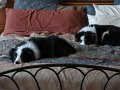 Dogs_Chillin_3-2016 (1)